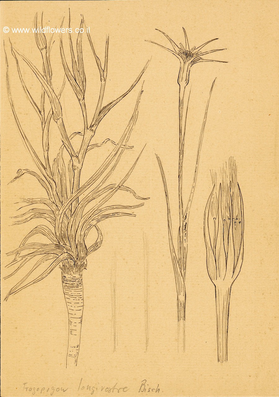 Tragopogon  longirostris